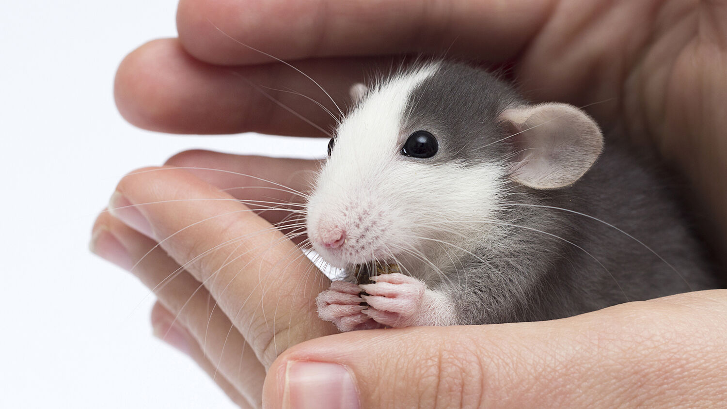 rat in hand